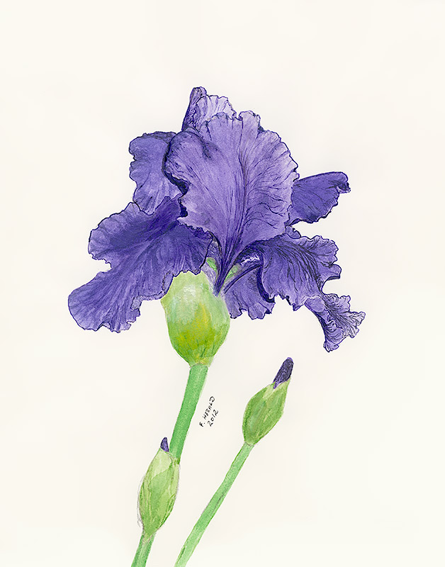 Floyd Herald Artwork